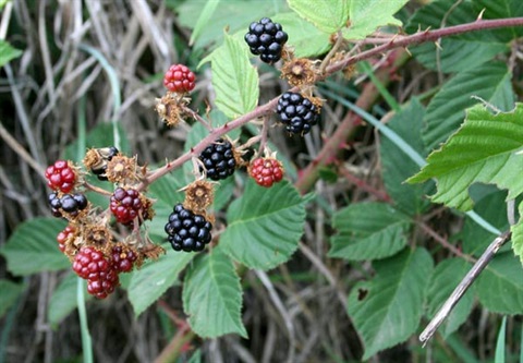 bramble