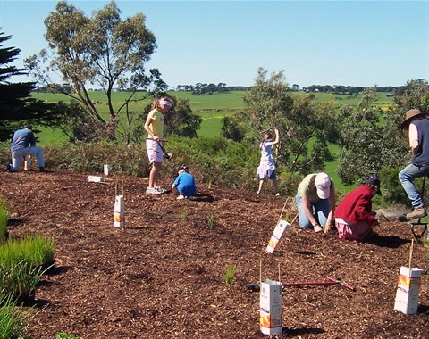 trees planting environment
