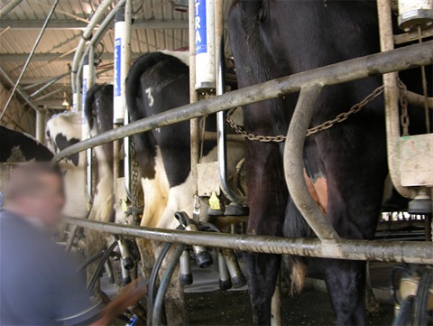 dairy cows milking