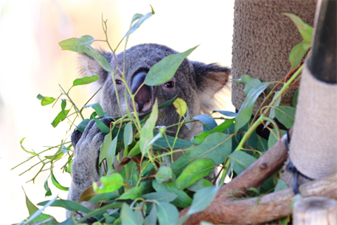 Mosswood koala.png