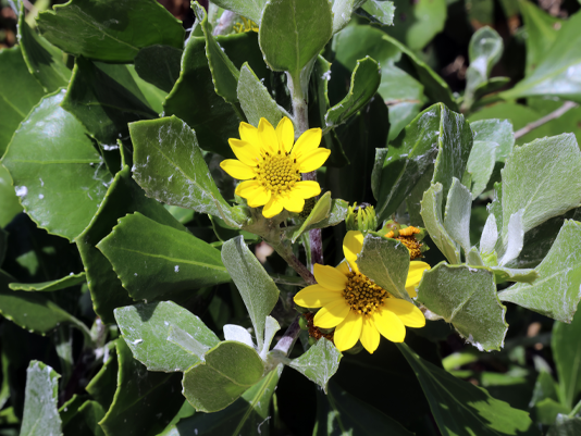 Closeup showing yellow daisy like flowers and leaves 