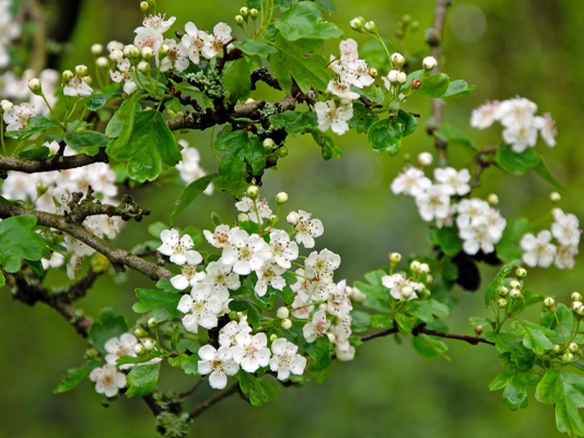 Close up of white hawthorn flowers