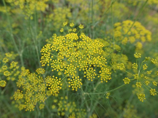 Close up of small yellow Fennel flowers