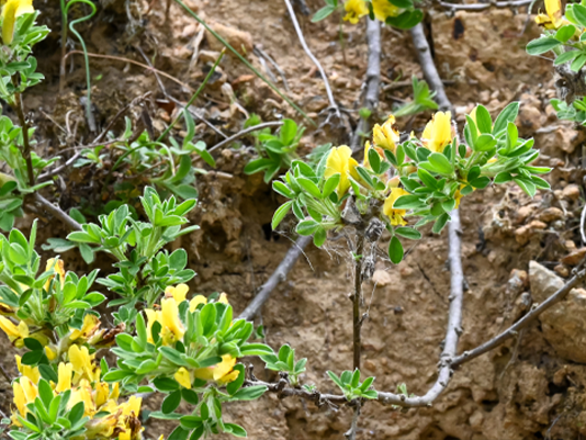 Bright yellow pea-like flowers.