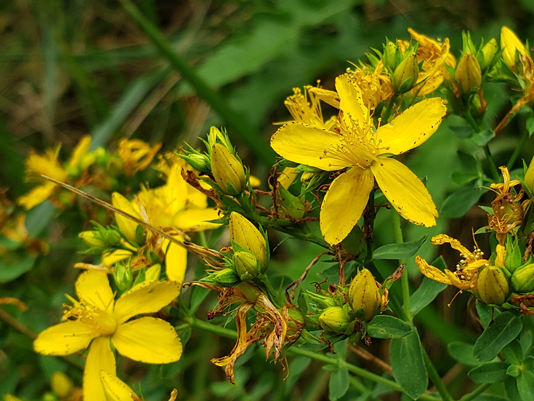 Close up of yellow daisy-like flowers
