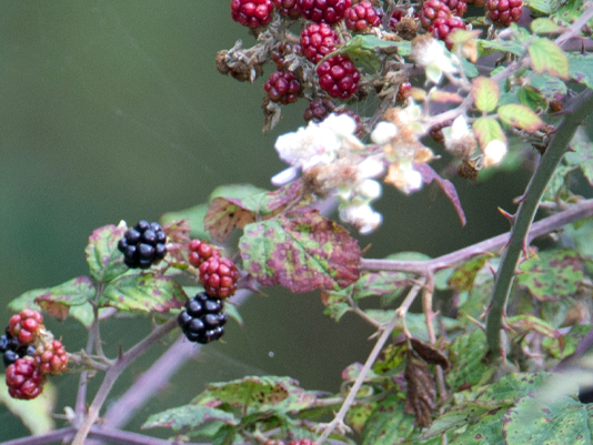 Closeup of black ripe and red unripe fruit, white flowers, and leaves