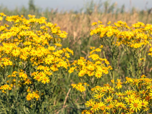 Closeup of yellow flowering Common Ragwort