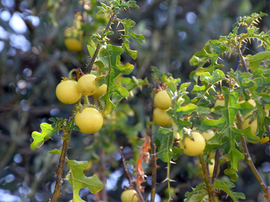 Thorny leaves and yellow fruits of an apple of sodom shrub, solanum linnaeanum shrub with ripe yellow fruits.