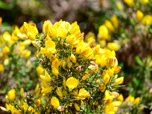 Yellow flowers of Ulex