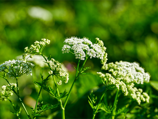 Close-up showing white flowers, and serrated leaves