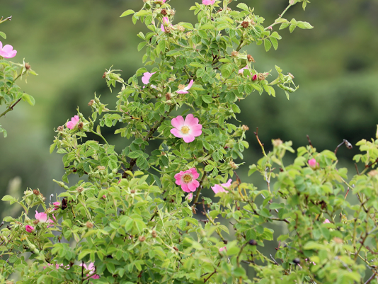 Pink flower of Rosa rubiginosa